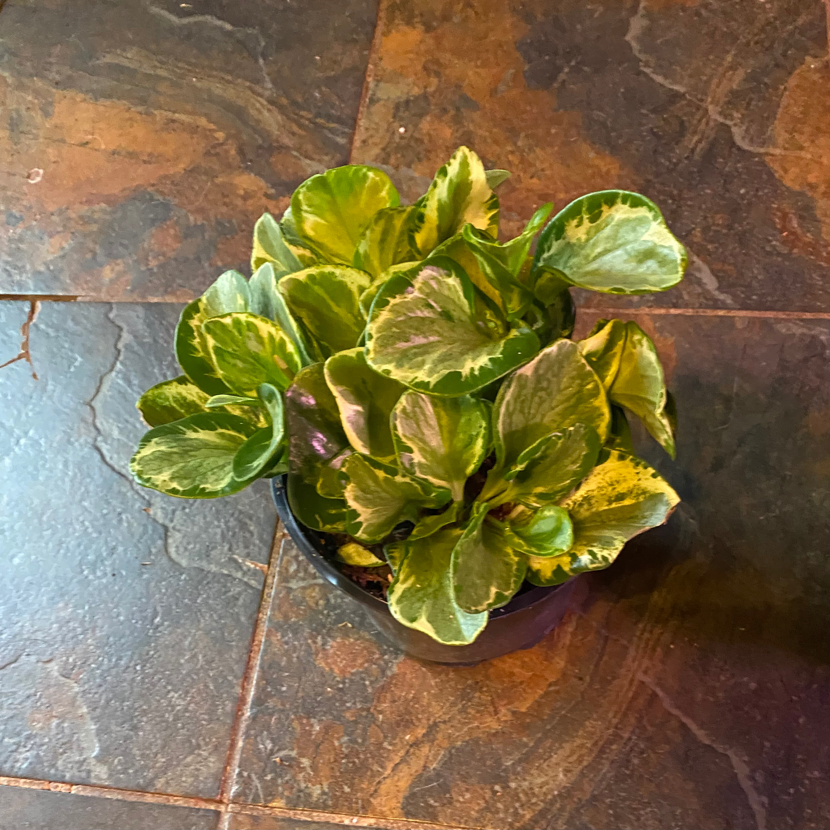 Golden Gate Peperomia plant in a pot with variegated leaves.