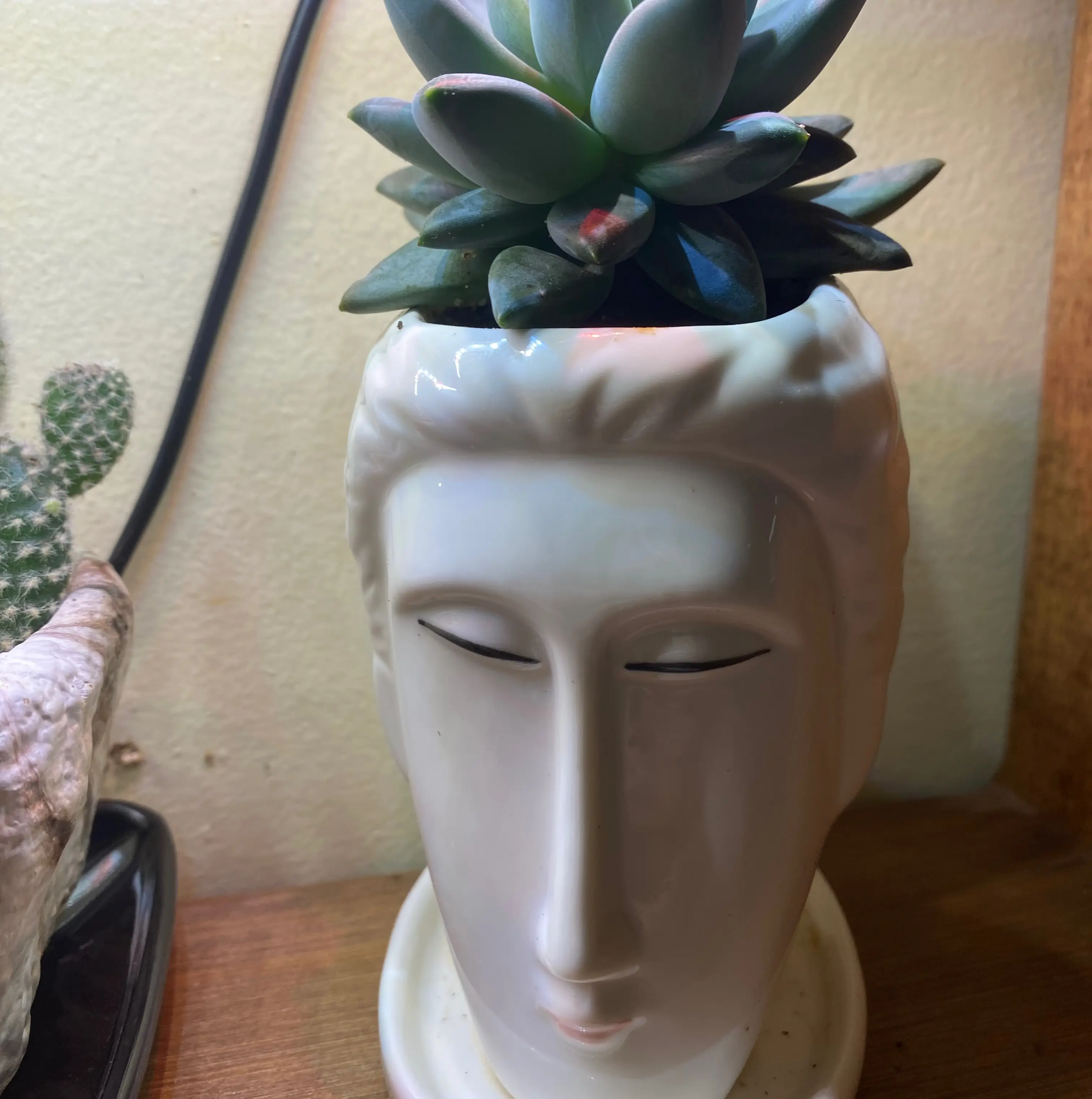 Little Jewel succulent in a face-shaped pot with another plant in the background.