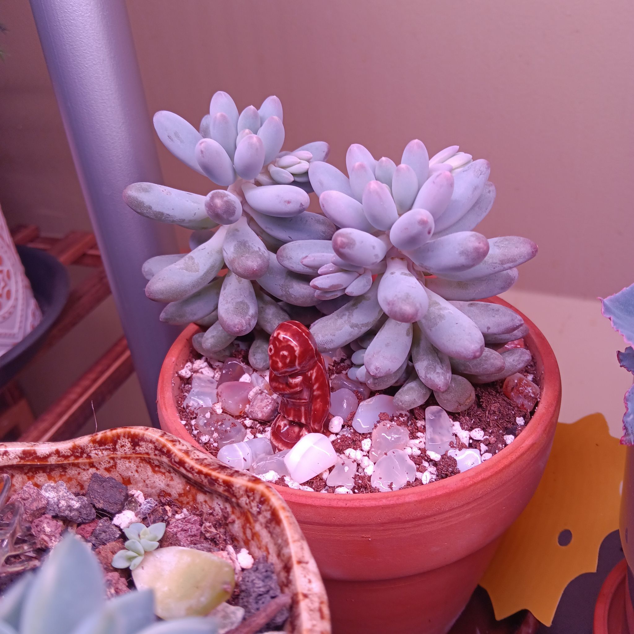 Pachyphytum Baby Finger succulent in a pot with visible soil and multiple plants.