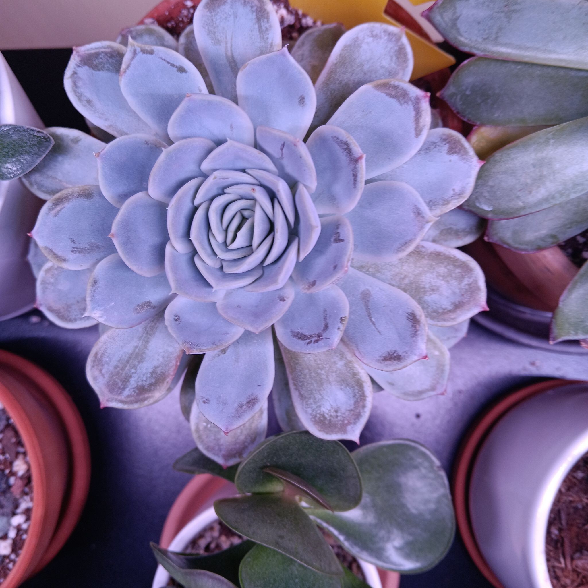 Echeveria 'Arctic Ice' succulent with some browning at leaf tips, well-framed and in focus.