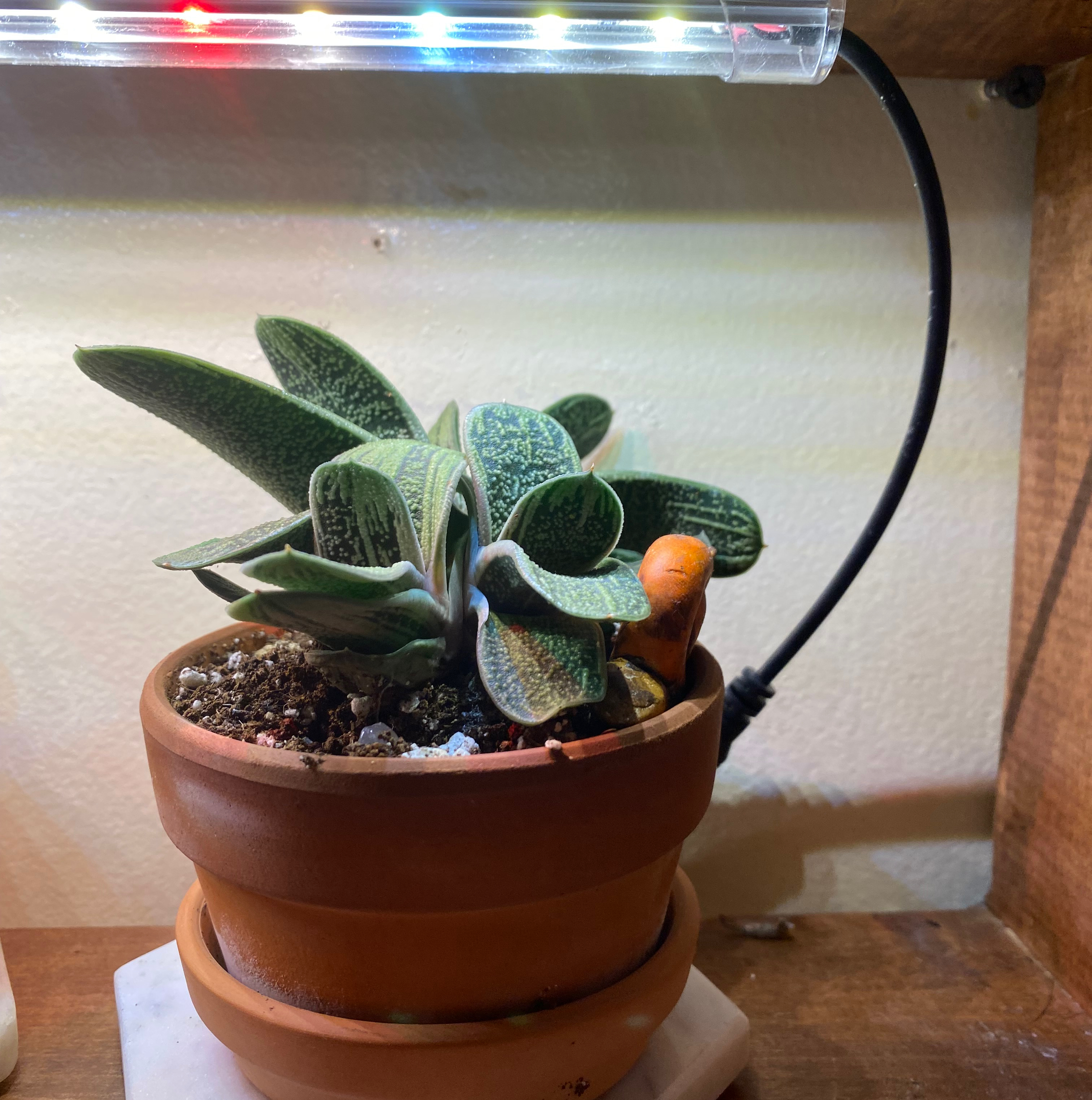 Gasteria 'Little Warty' plant in a terracotta pot with visible soil, under a grow light.