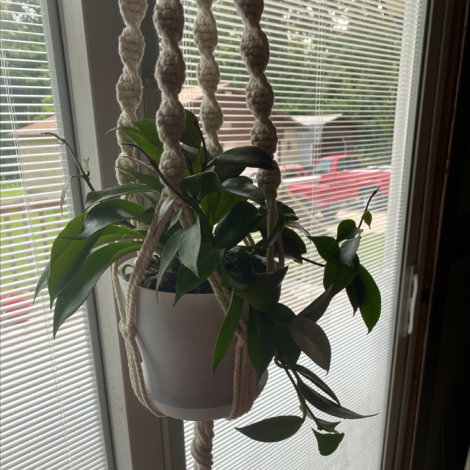 Hoya 'Sunrise' plant in a hanging pot near a window, appears healthy.