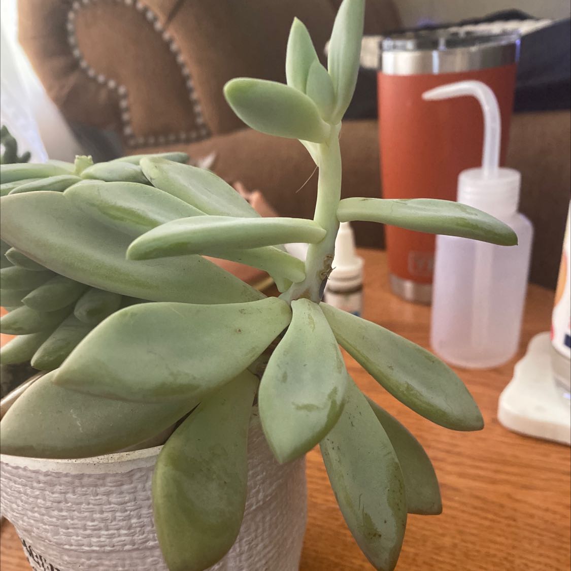 Your plant