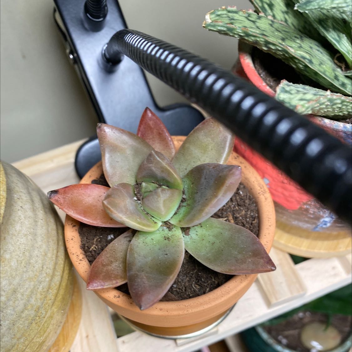 Graptosedum 'California Sunset' succulent in a small pot with visible soil and some leaf discoloration.