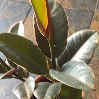 Ficus 'Ruby' plant in Pittsburgh, Pennsylvania