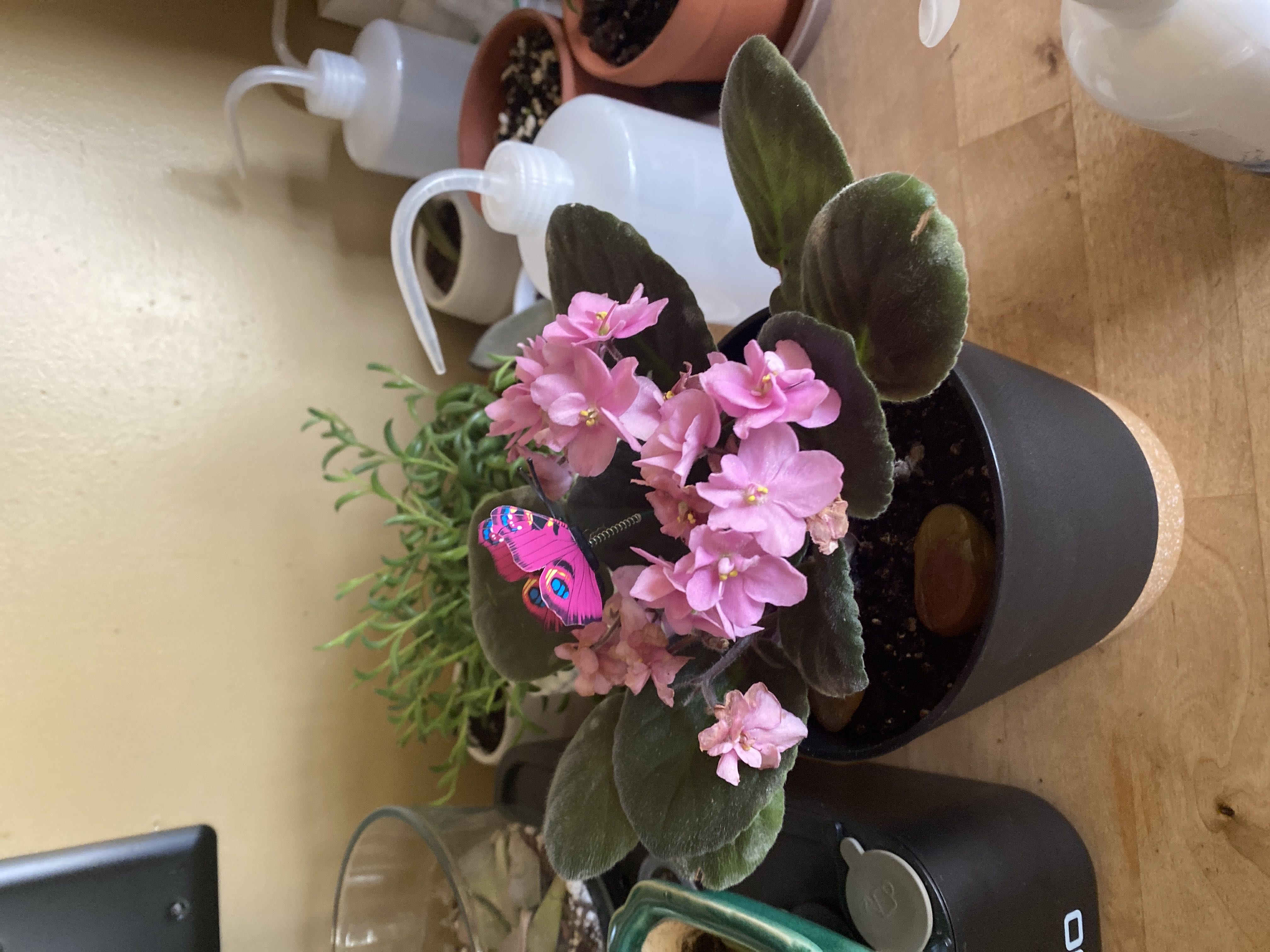 Photo from the post