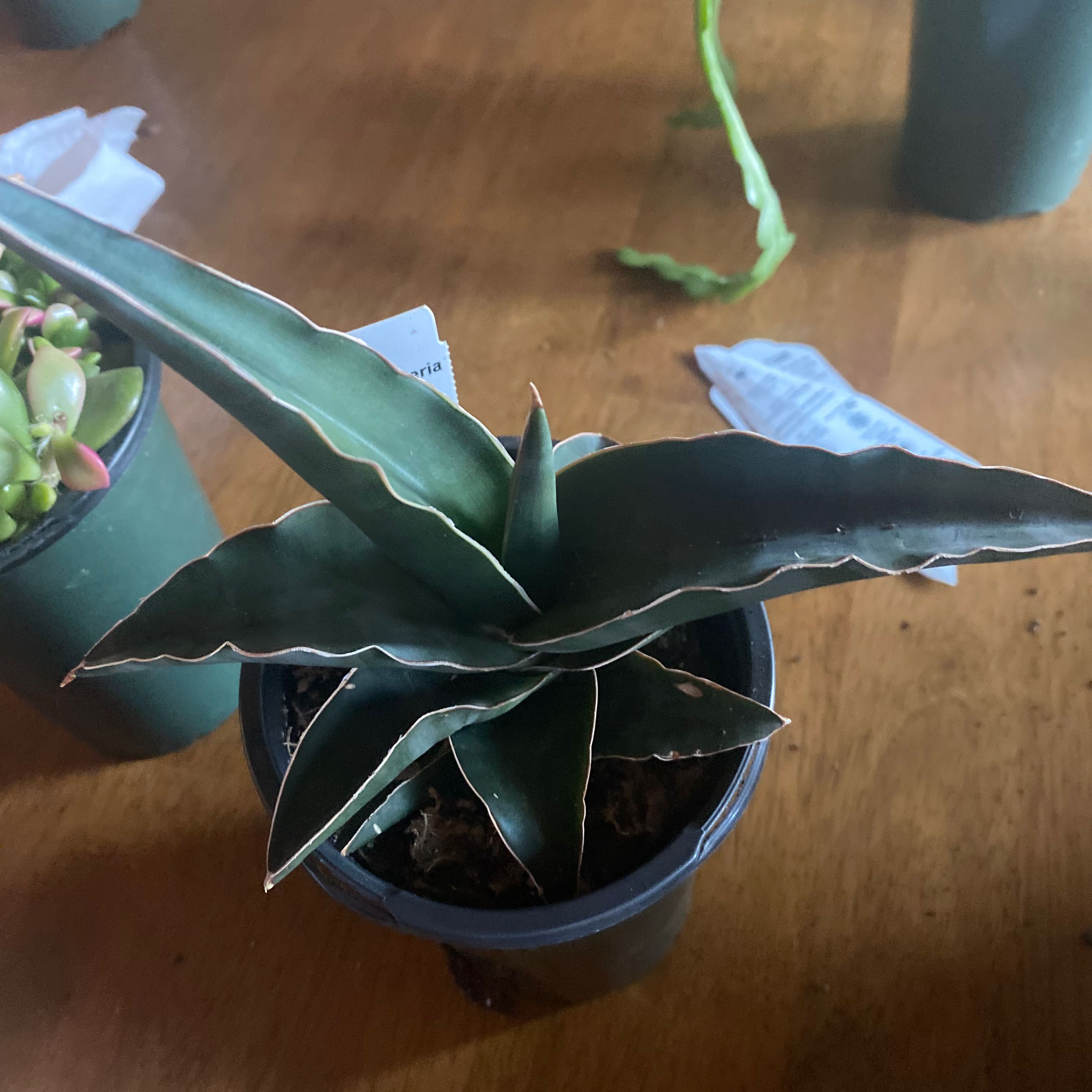 Blue Sansevieria plant in a pot, healthy with thick upright leaves.