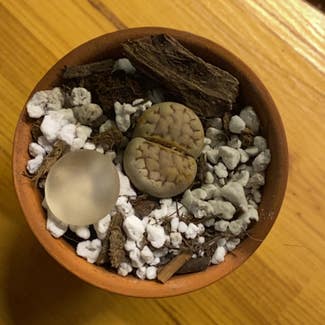 Lithops plant in Pittsburgh, Pennsylvania