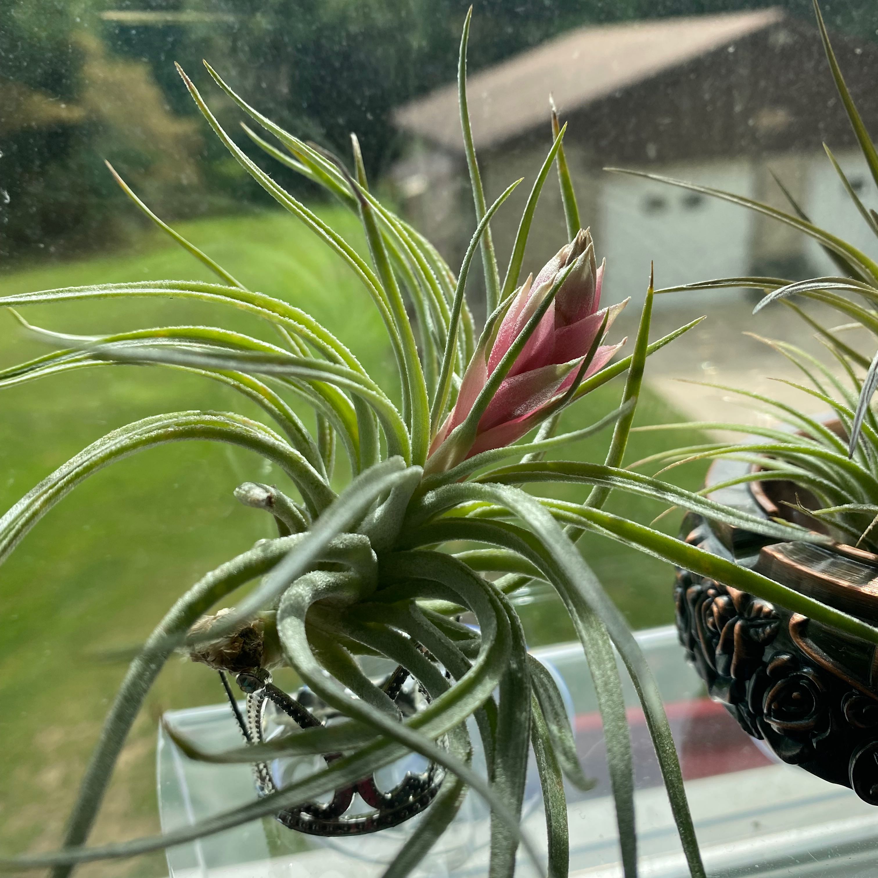 Tillandsia Erubescens plant with a pink flower bud, healthy and well-framed.