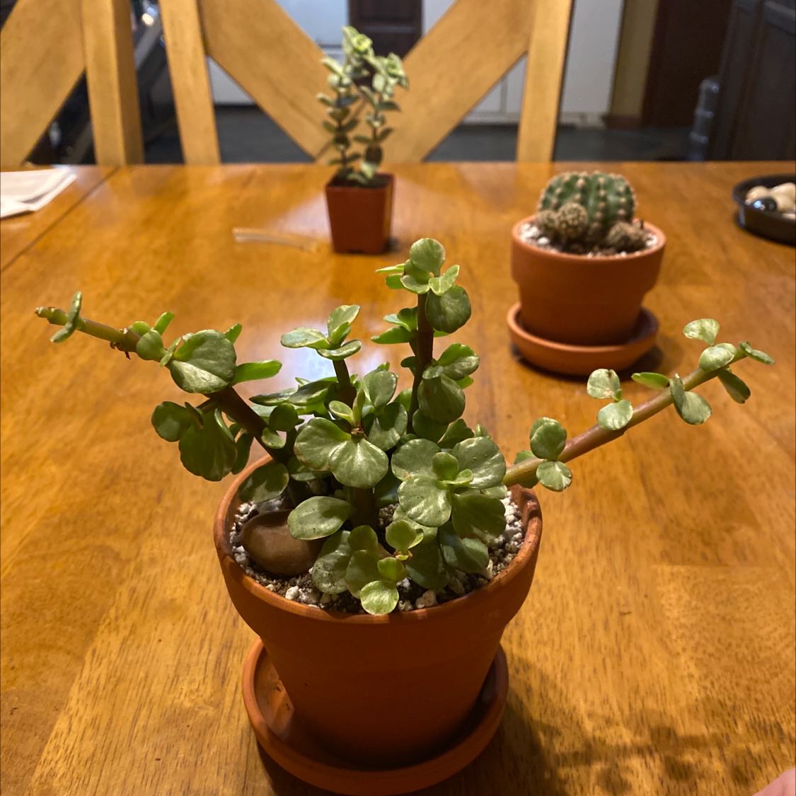 Your plant