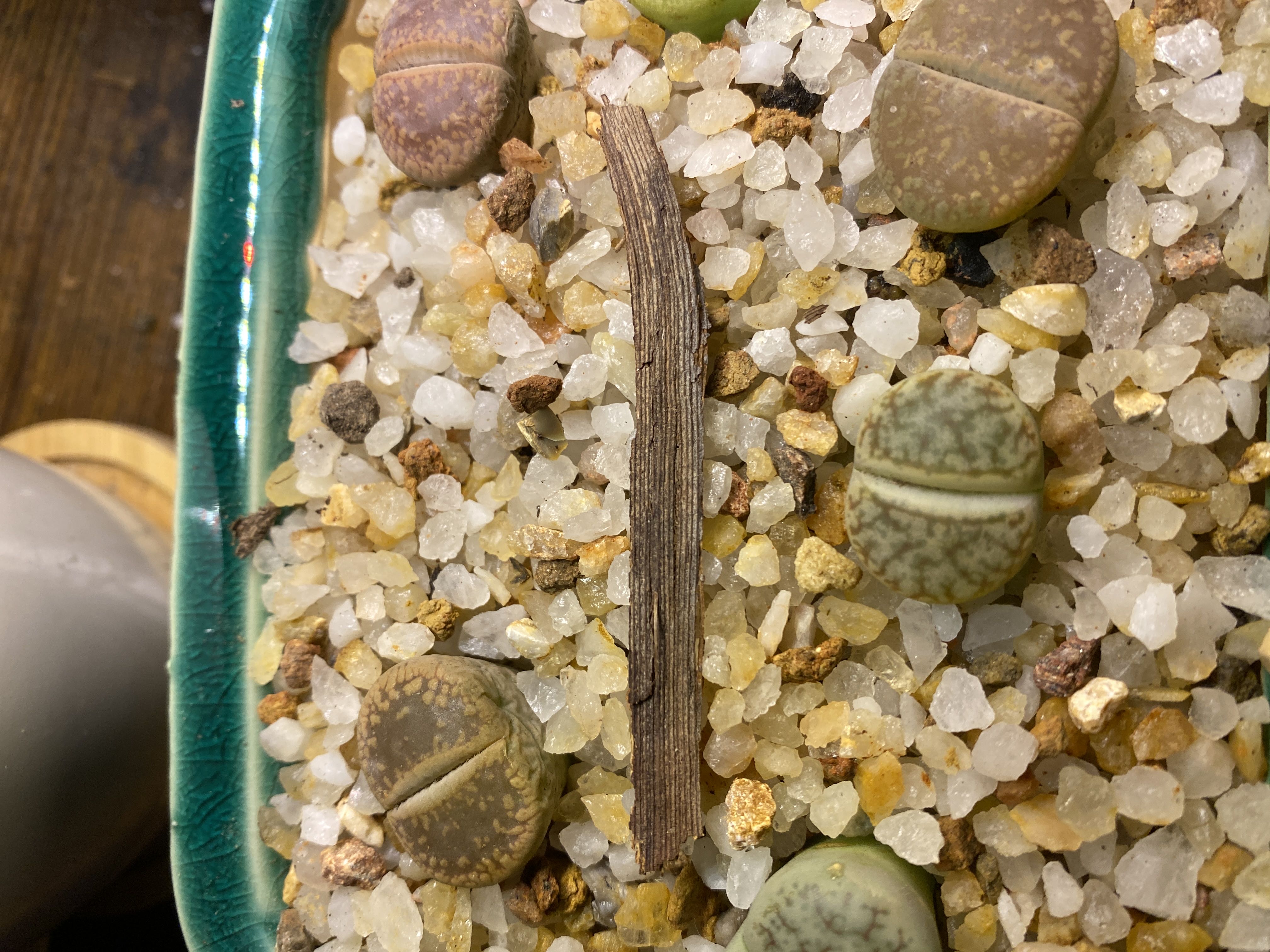 Photo from the post