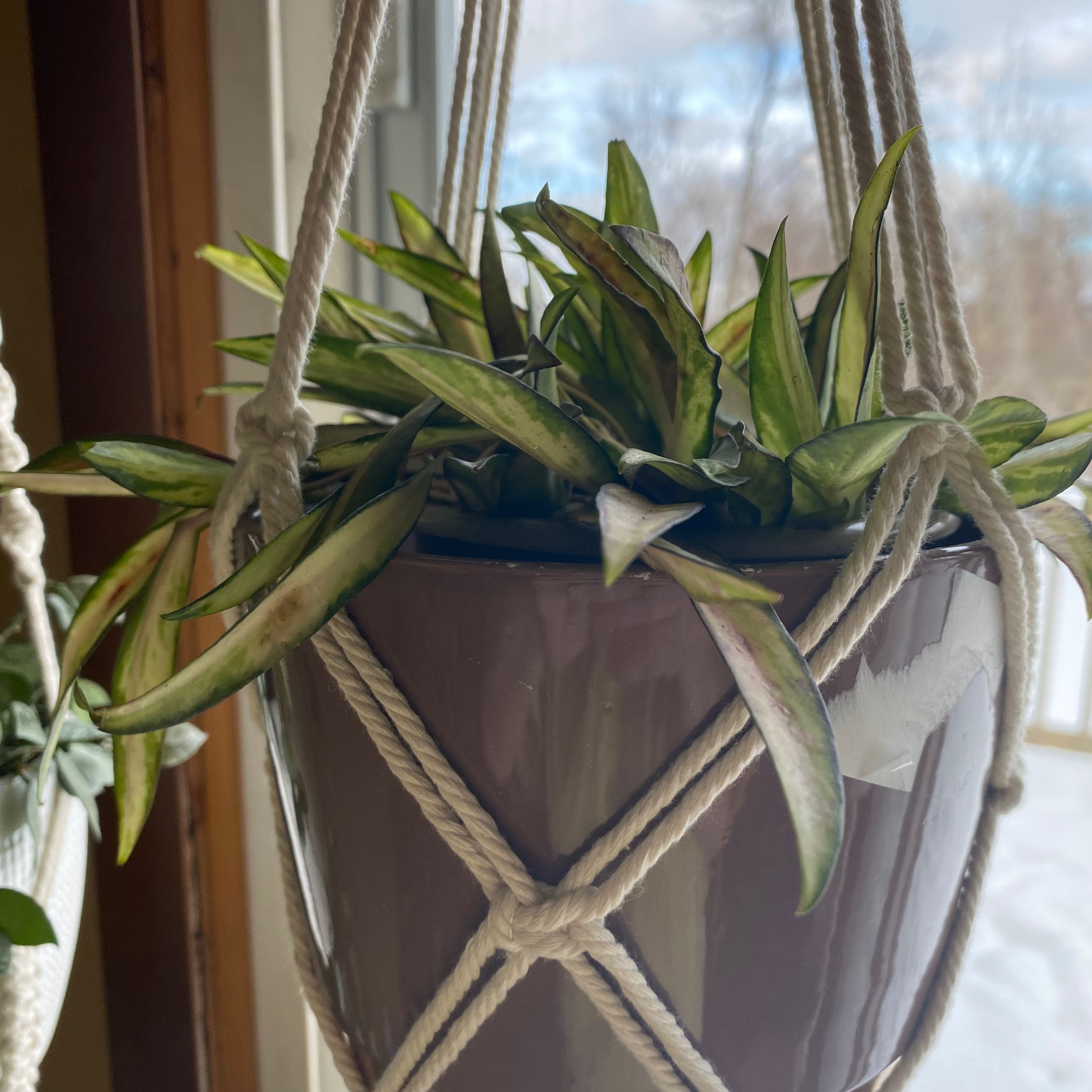 Stringbean Hoya plant in a hanging pot near a window with mostly green leaves.