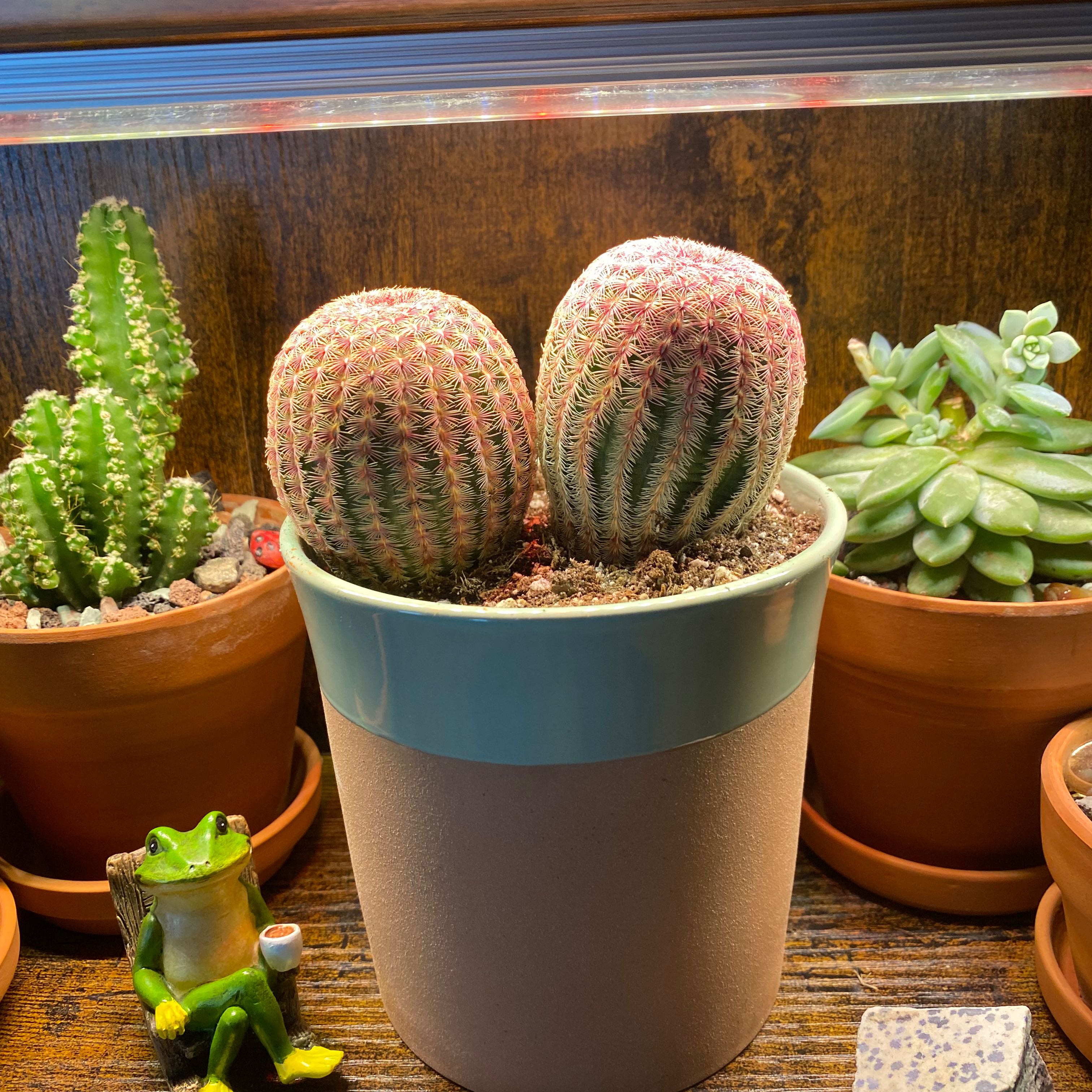 Potted Comb Hedgehog Cactus among other potted plants, healthy and well-framed.