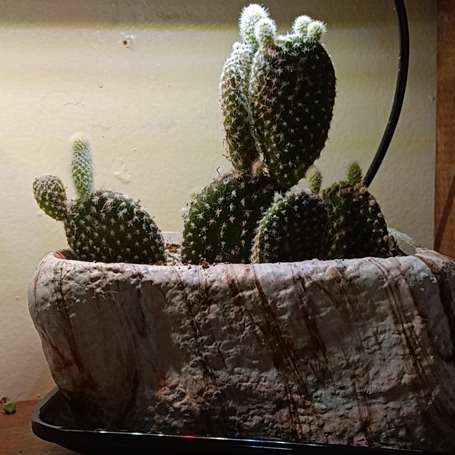 Photo of the plant species Angel Wings Cactus by @FirstCanna named Bath-Opuntia microdasys var. albispina on Greg, the plant care app