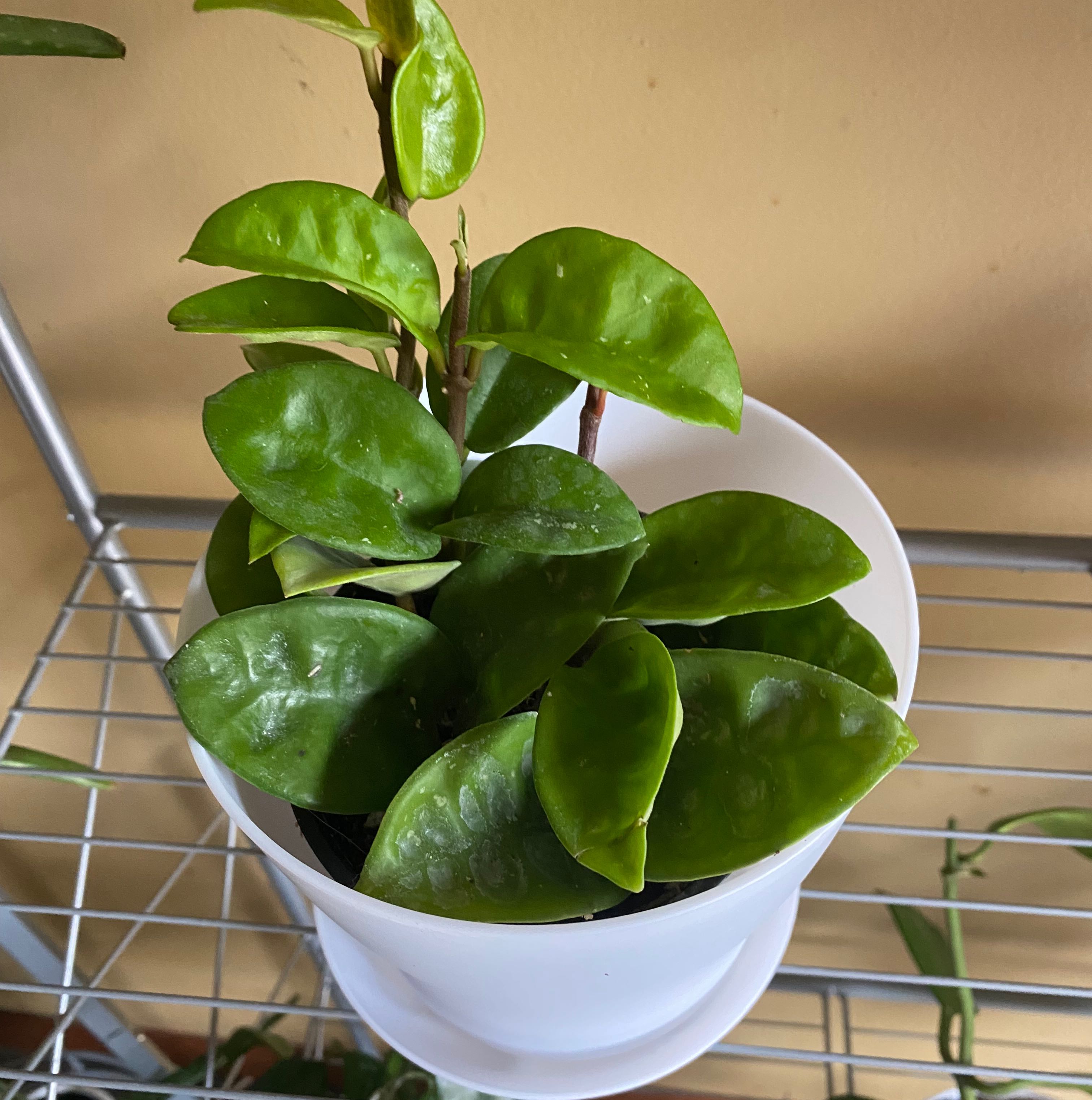 Hoya Carnosa Krinkle 8 plant in a white pot on a metal shelf, with vibrant green leaves.