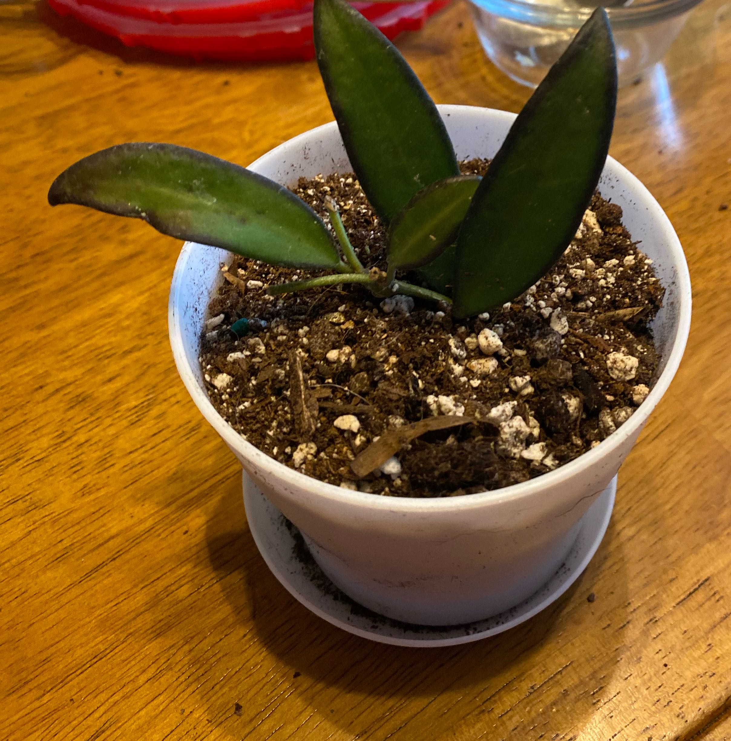 Hoya 'Rosita' plant in a white pot with visible soil and some leaf discoloration.