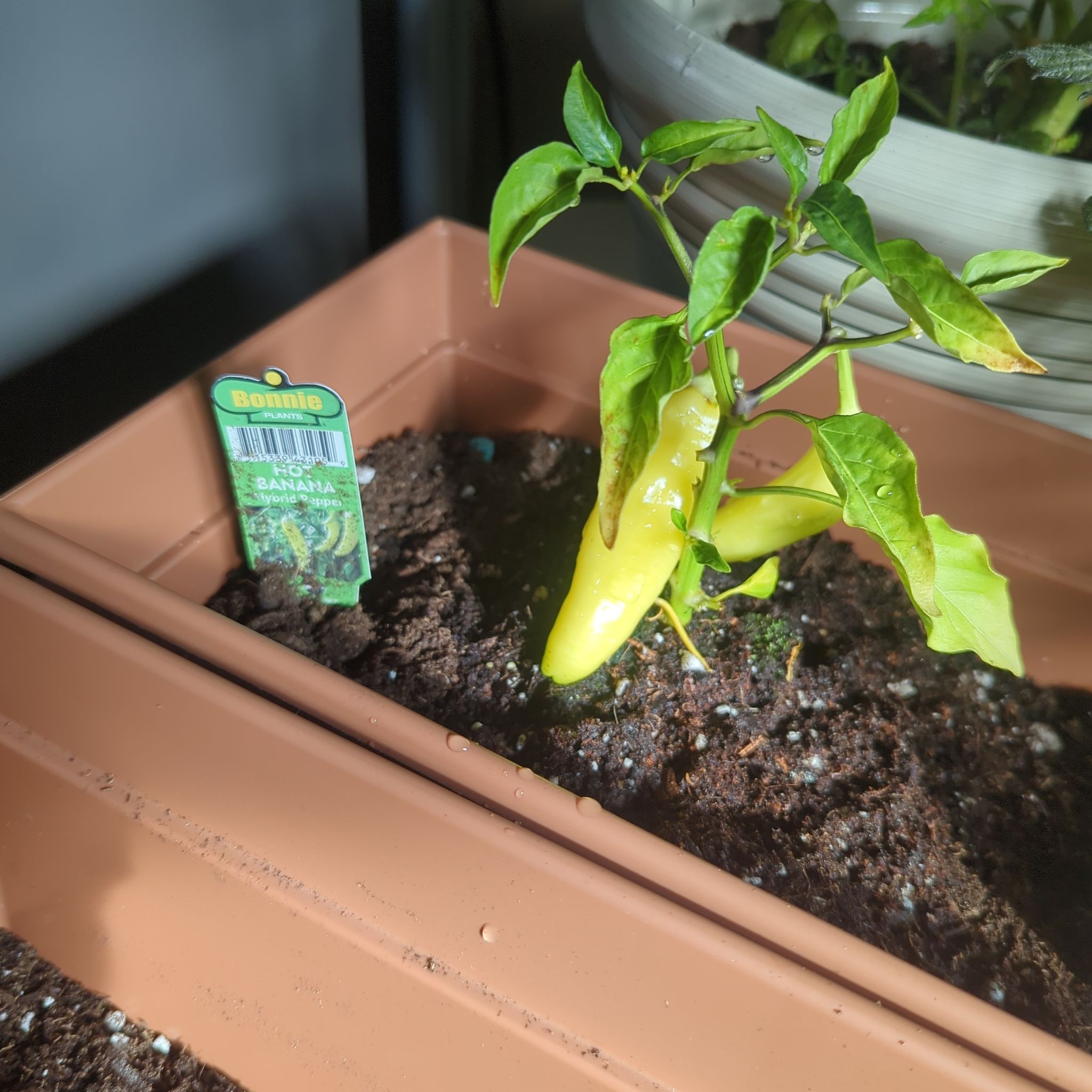 Banana pepper plant in a pot with some yellowing leaves and visible soil.