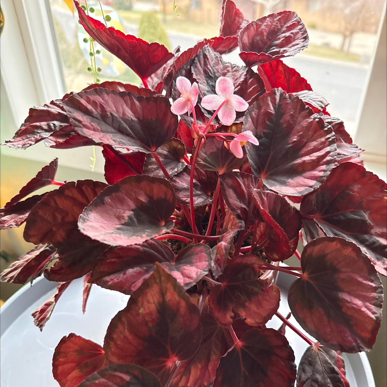 Photo of the plant species Rex Begonia Vine by @greenberry named Rex on Greg, the plant care app