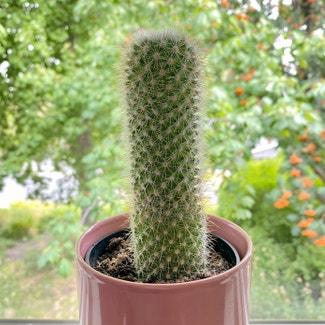 Spiny pincushion cactus plant in Pullman, Washington
