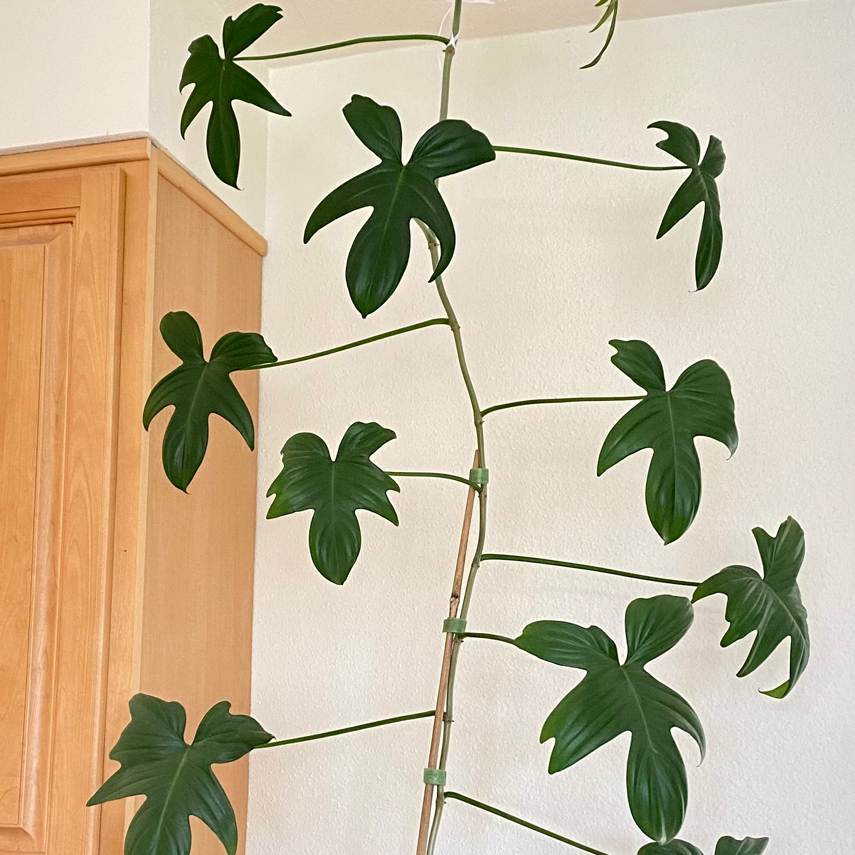 Philodendron Pedatum plant with healthy green leaves growing vertically.