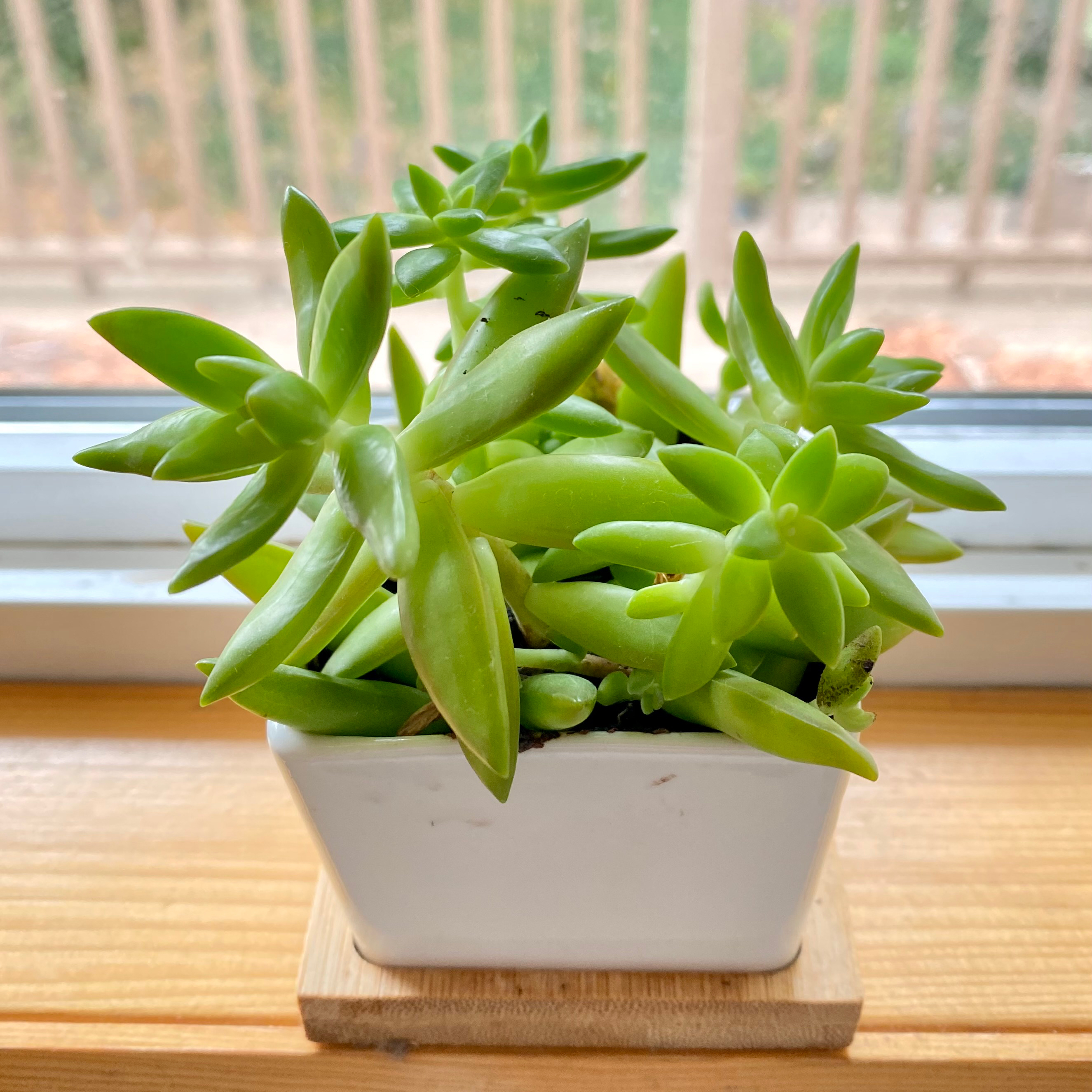 Photo of the plant species Golden Sedum by @greenberry named Spikey on Greg, the plant care app