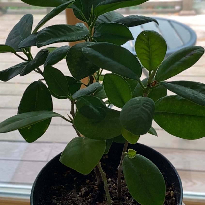 Photo of the plant species Weeping Fig Daniella by @greenberry named Mindy on Greg, the plant care app