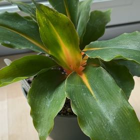 Photo of the plant species Orange Spider Plant by @greenberry named Orange on Greg, the plant care app