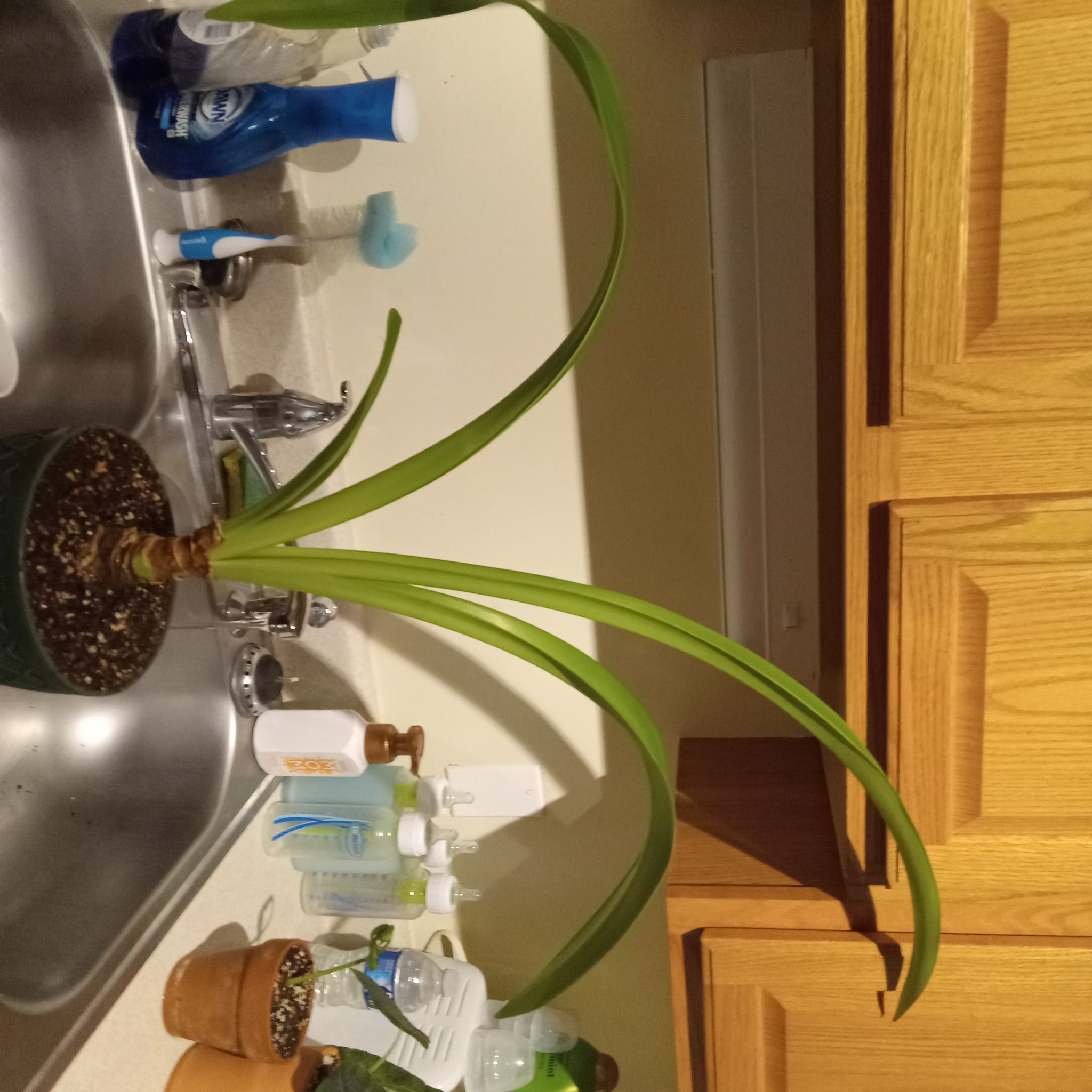 Hippeastrum 'Red Lion' plant with long green leaves in a pot on a kitchen counter.