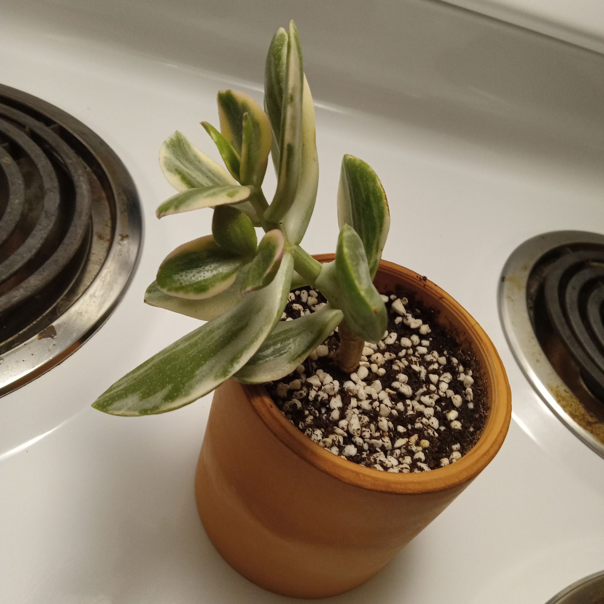 Variegated Jade plant in a small pot on a stovetop, healthy with visible soil.