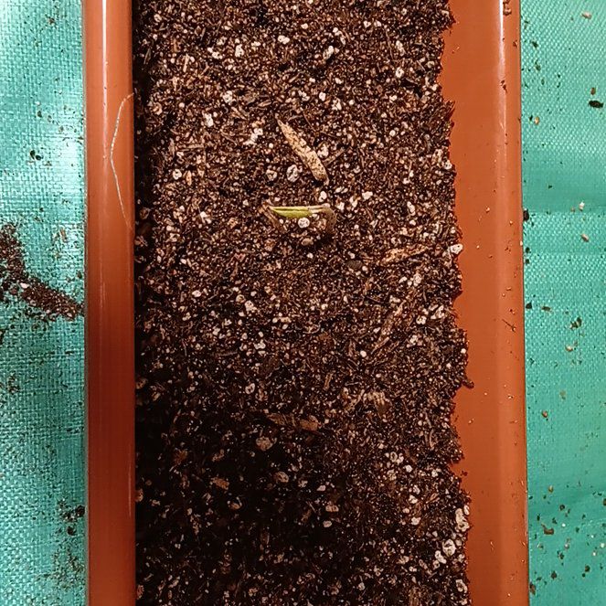 Photo of the plant species Big Blue Sea Holly by @cantelop3 named Blue Ivy on Greg, the plant care app