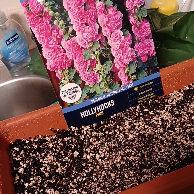 Photo of the plant species Golden Hollyhock by @cantelop3 named Hollyhock on Greg, the plant care app
