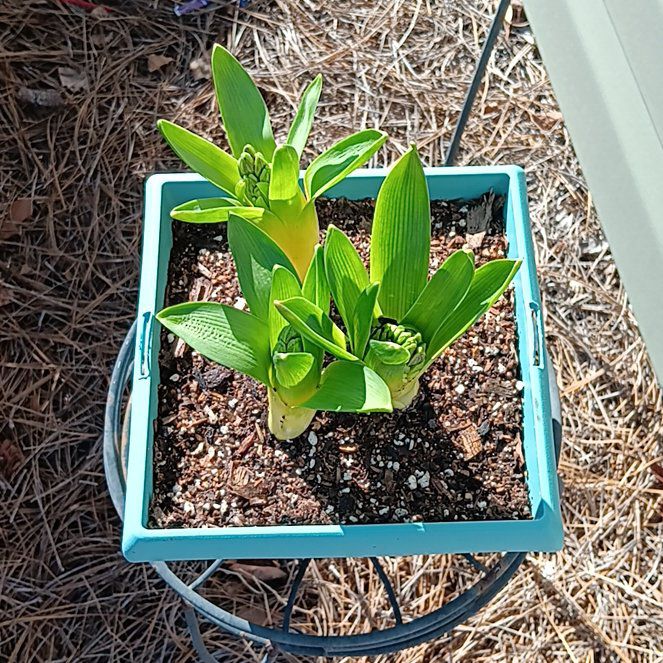 Photo of the plant species Hyacinth by @cantelop3 named Curie on Greg, the plant care app