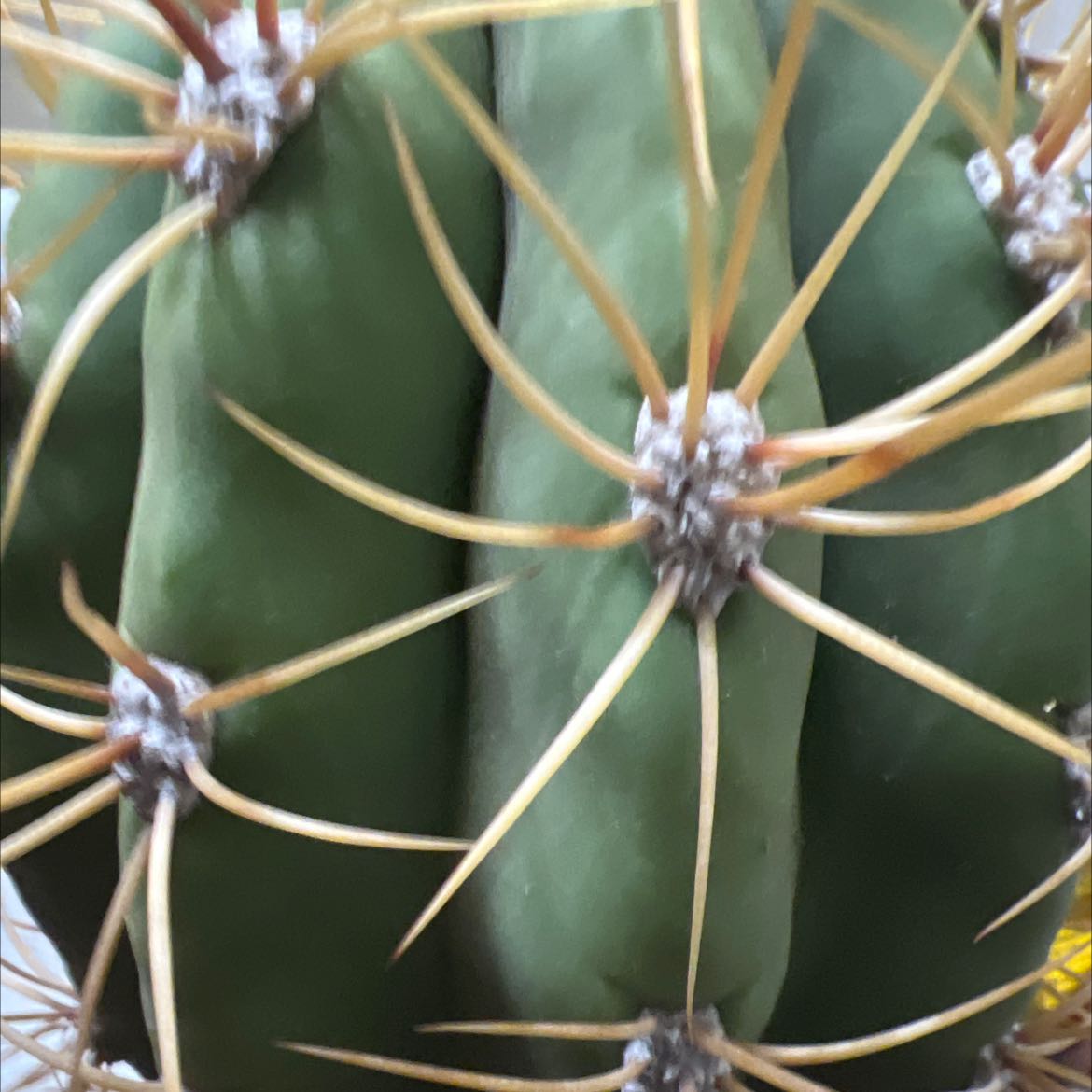 Photo of the plant species Argentine Saguaro by @MotherViolet named argentine on Greg, the plant care app