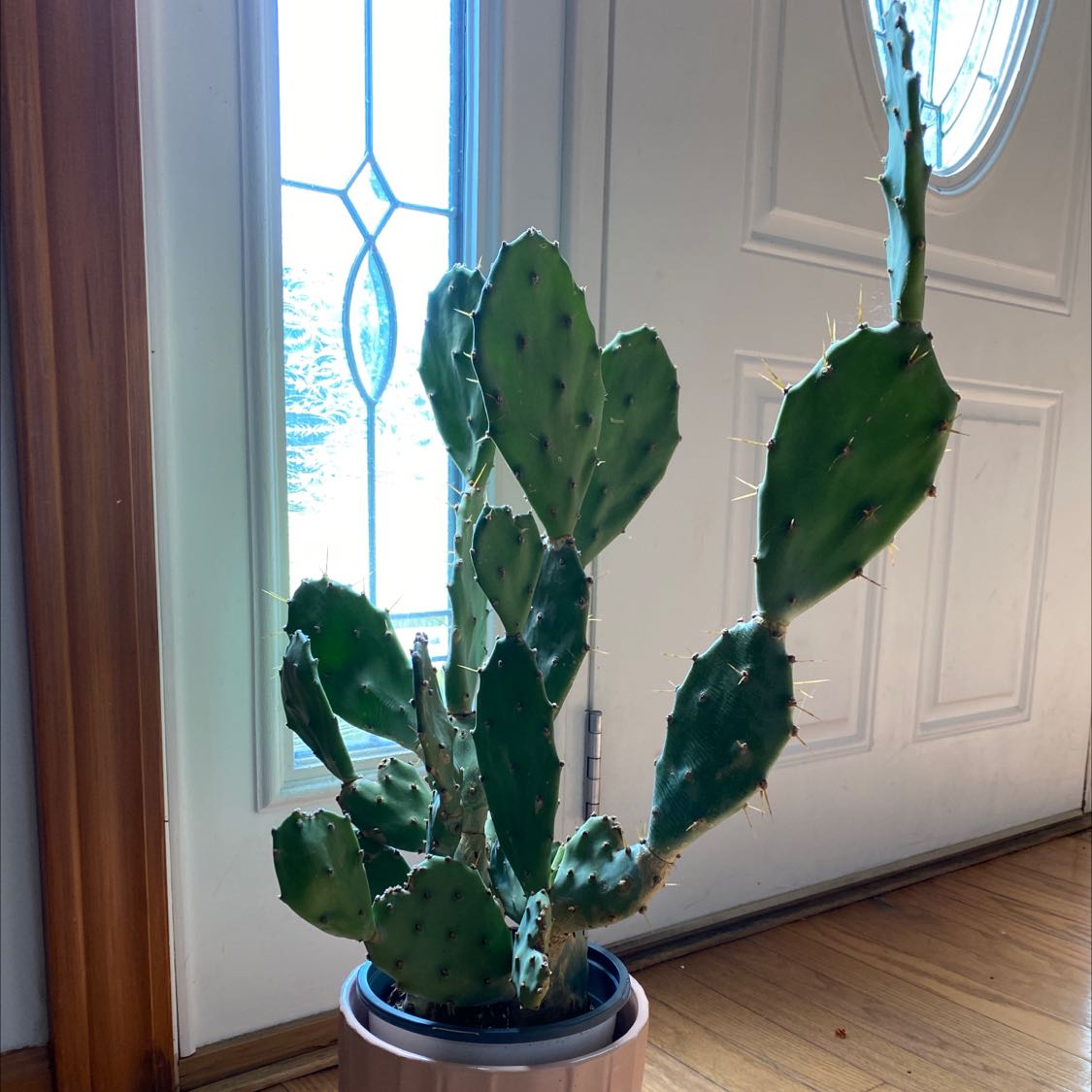 Potted Drooping Prickly Pear cactus indoors near a door with a glass window.