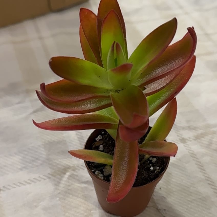 Healthy Red Pagoda succulent with green and red leaves in a small pot.