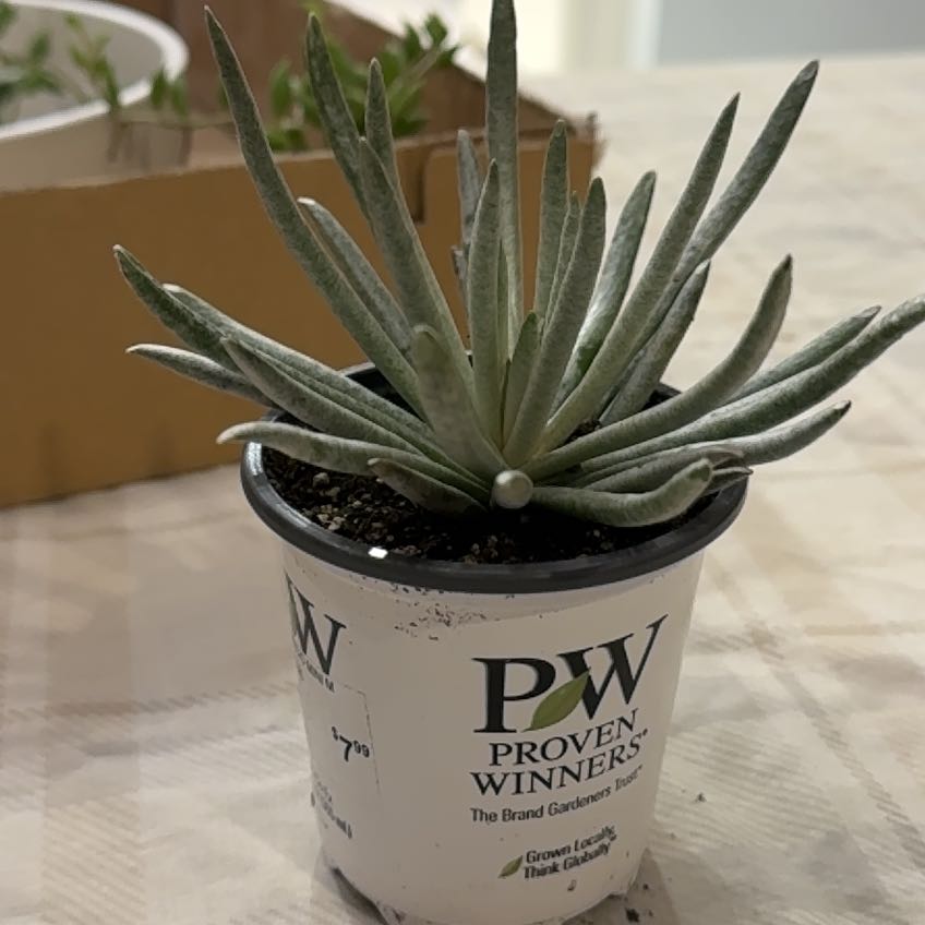 Potted Narrow-Leaf Chalk Sticks plant with healthy, elongated leaves.