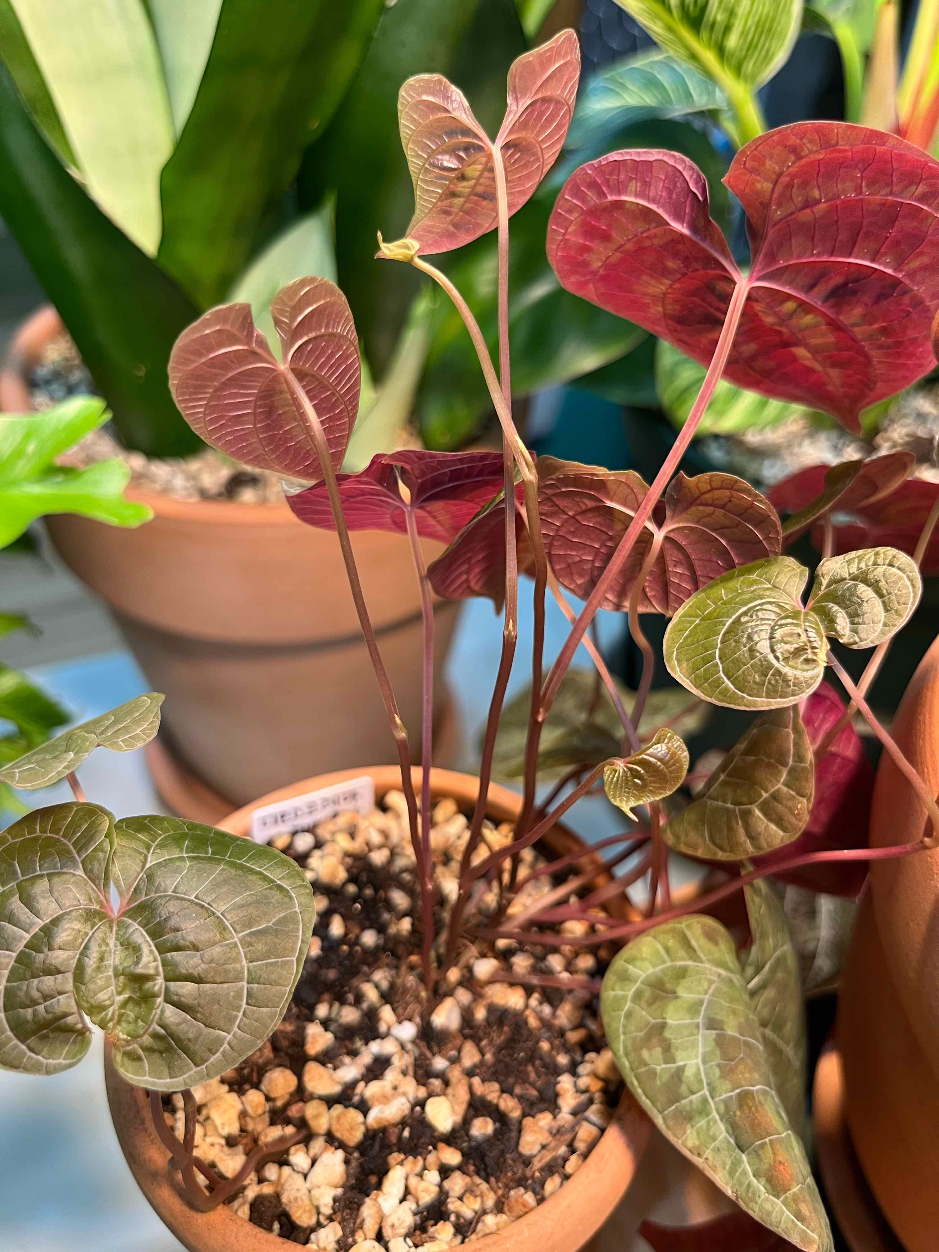 Plant care for Ancon Yam on Greg, the plant care app