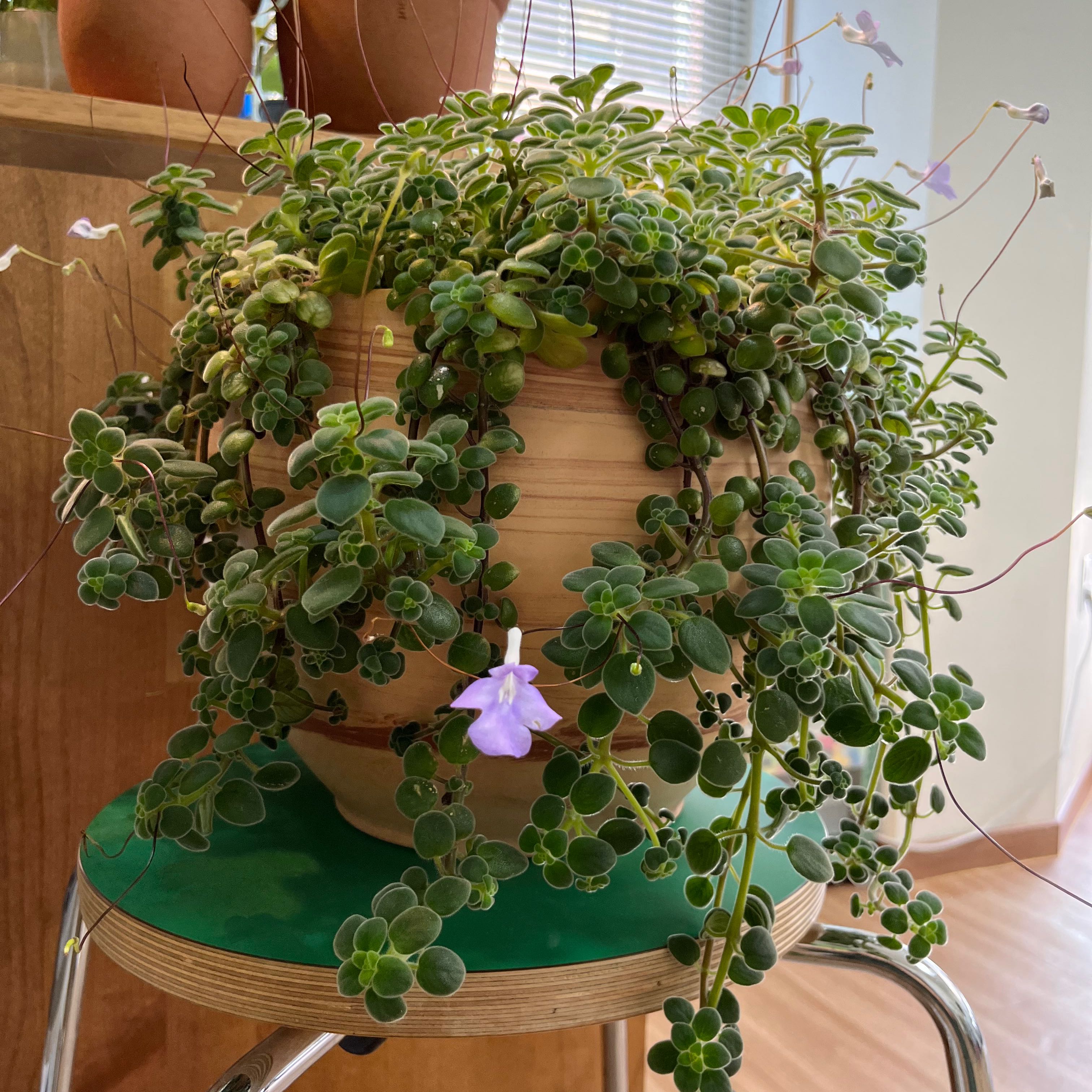 Cape Primrose plant in a pot with green foliage and purple flowers.