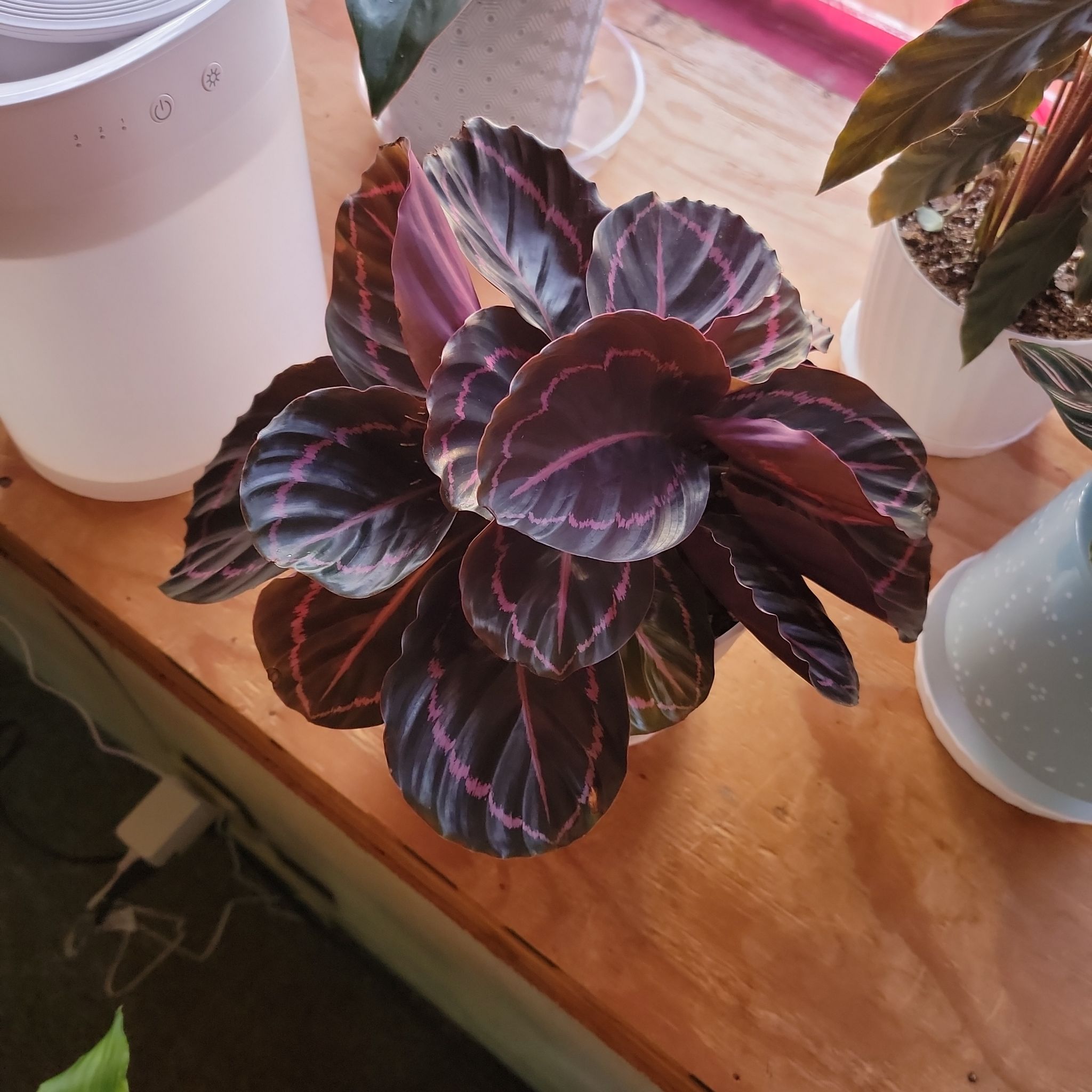 Prayer Plant Dottie with dark green leaves and pink veins, well-framed and in focus.