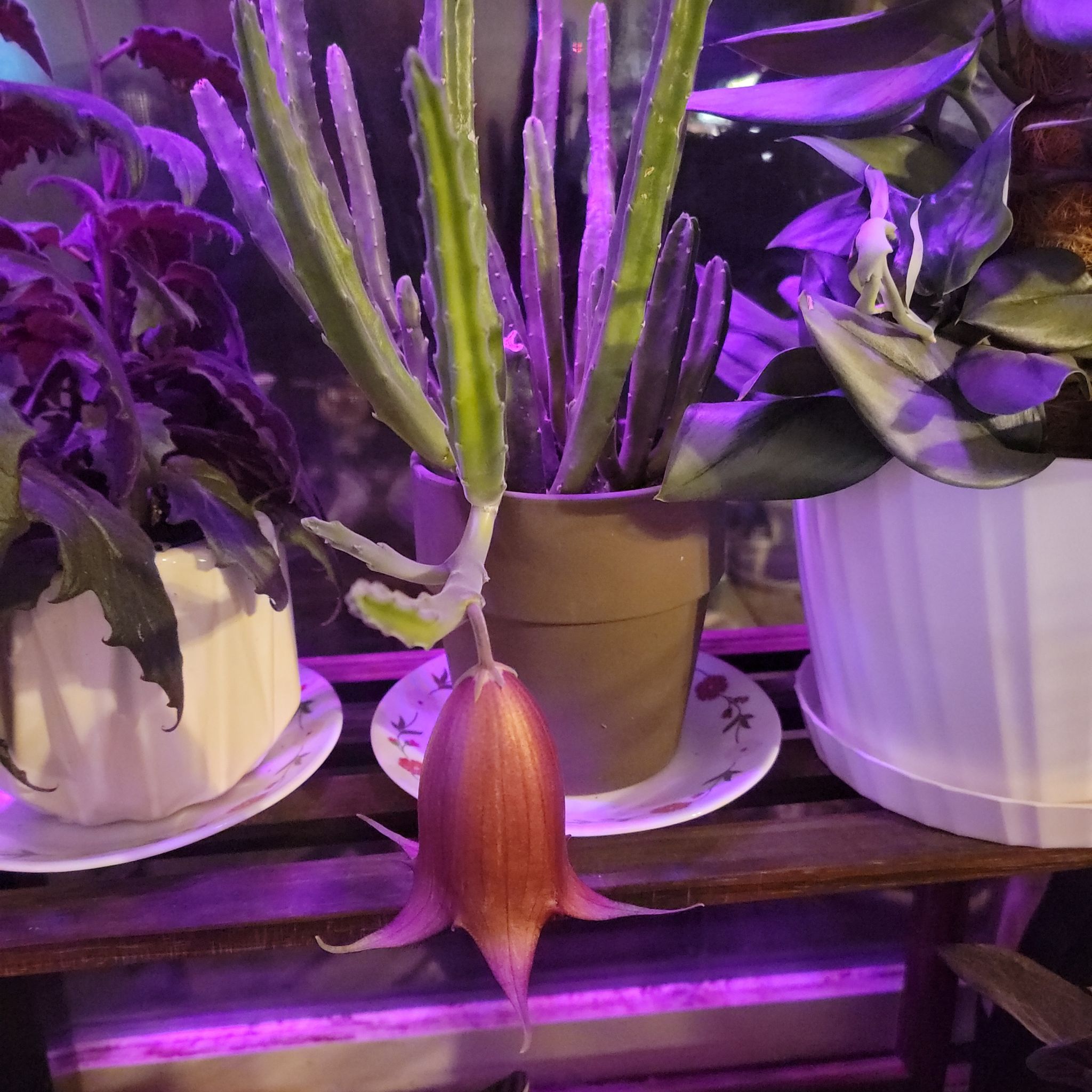 Photo of the plant species Black Bells by @Court4886 named Zeus on Greg, the plant care app