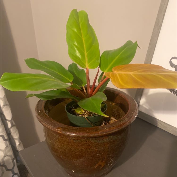 Your plant