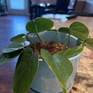 Heartleaf Philodendron plant in Loganville, Georgia
