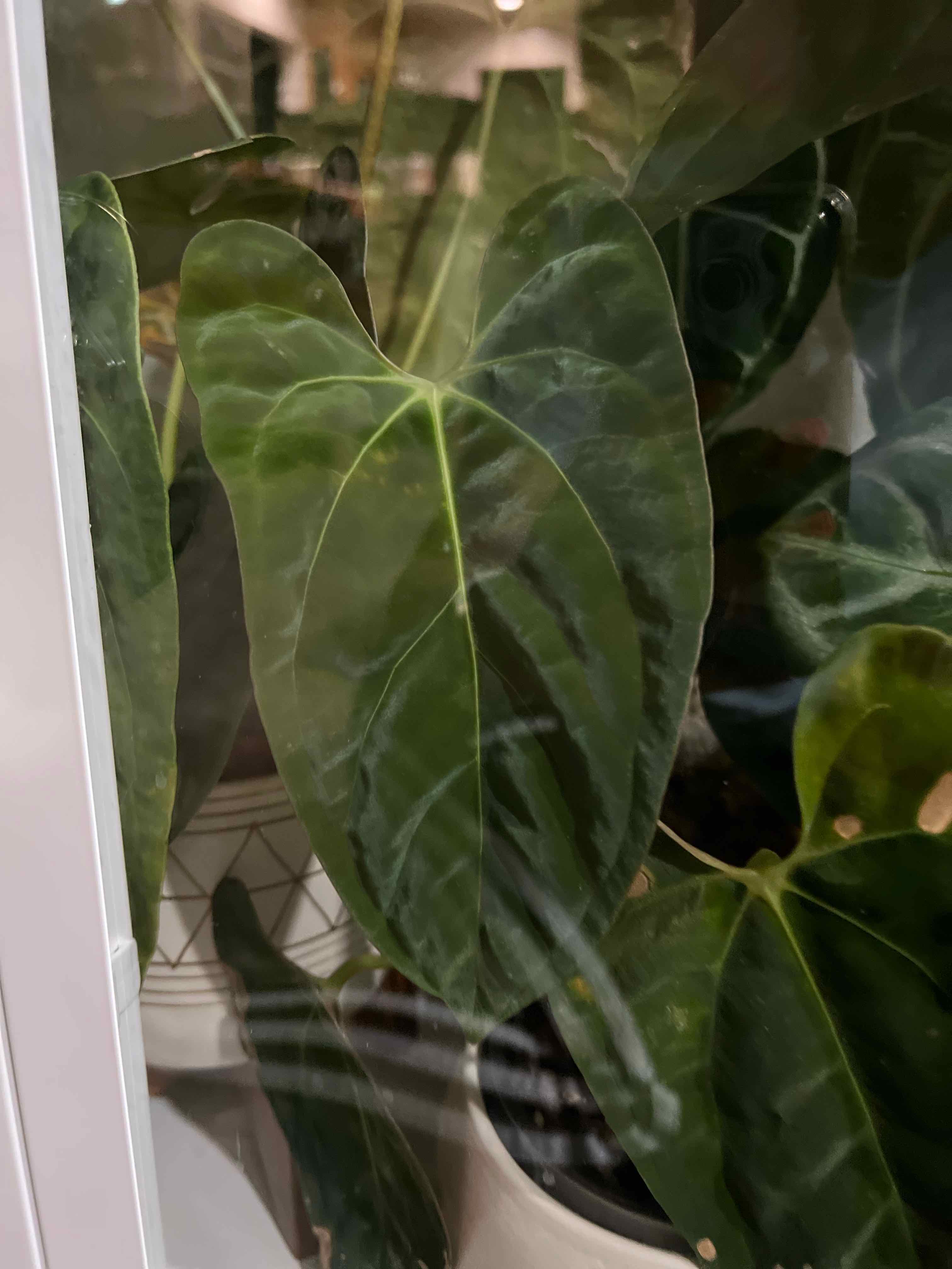 Plant care for Pinata Rose on Greg, the plant care app