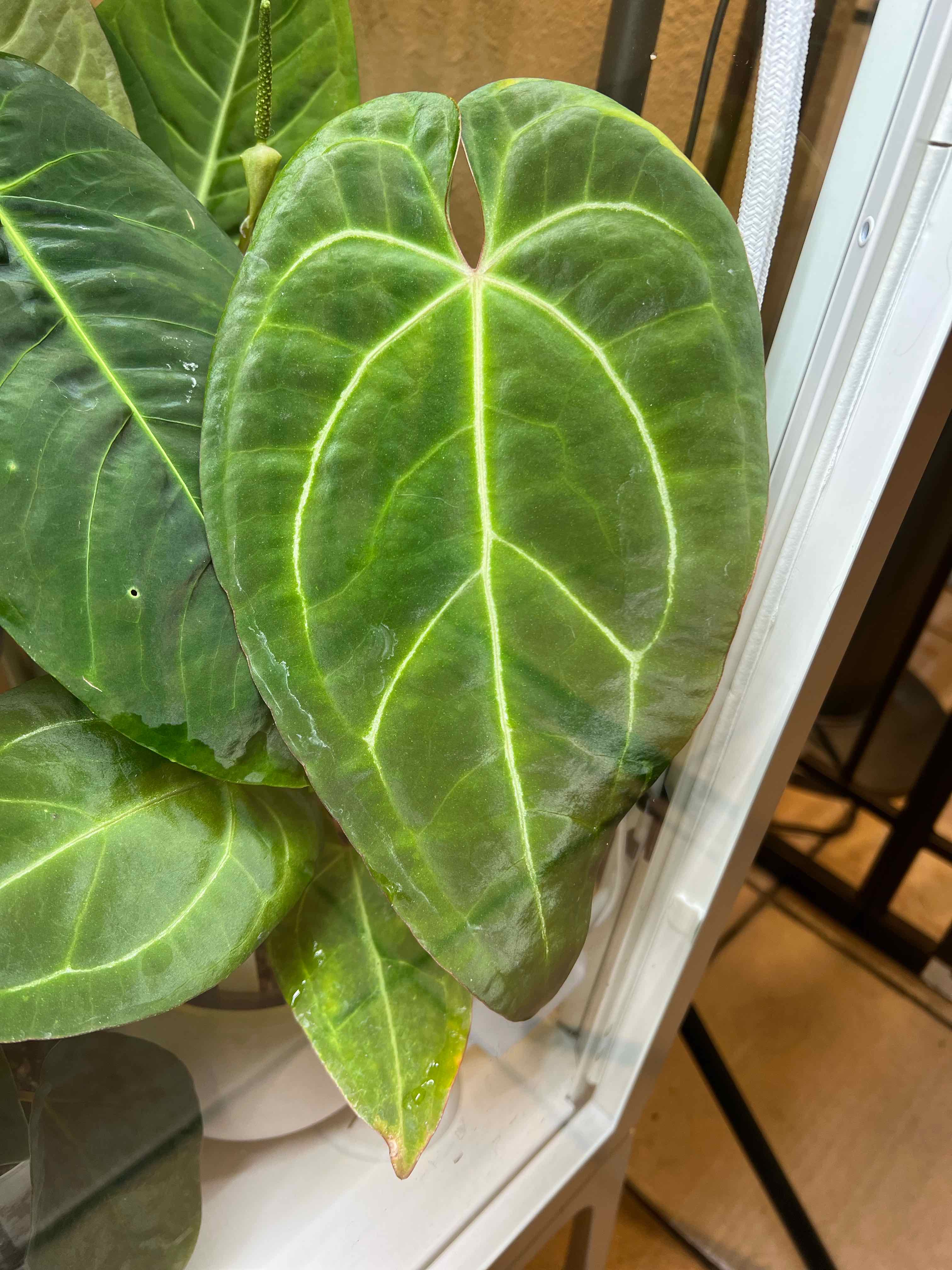 Plant care for Bamboo Orchid on Greg, the plant care app