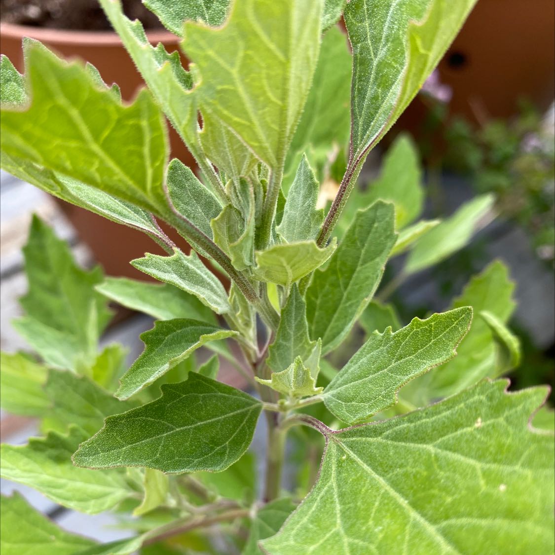 Your plant