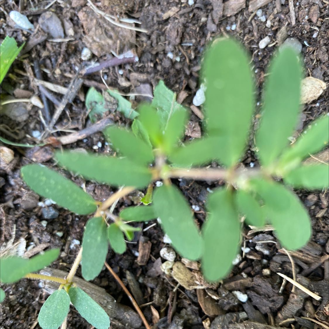 Your plant