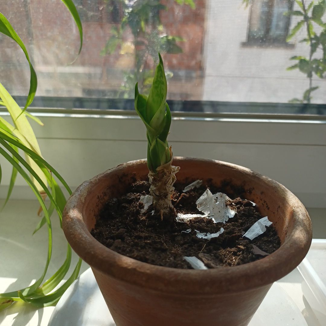 Sansevieria 'Frozen' plant in a terracotta pot on a windowsill with visible soil.