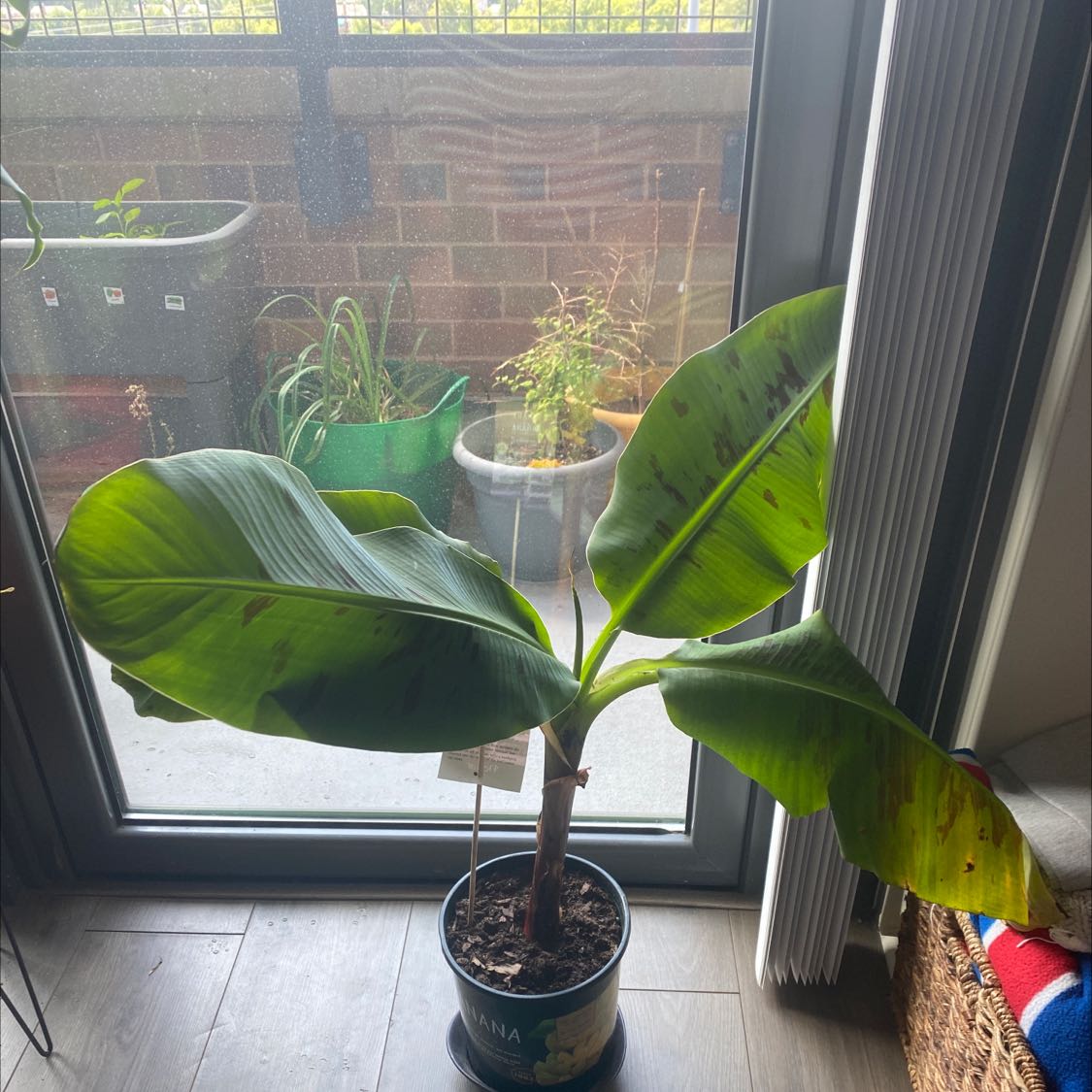 Potted banana plant with large leaves, some showing browning and yellowing, indoors near a window.