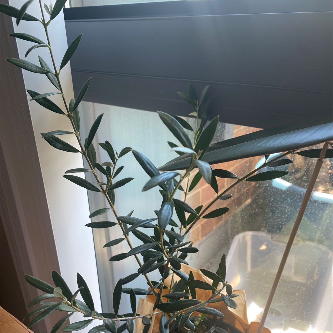 Why Are My Olive Tree Leaves Curling? 🫒