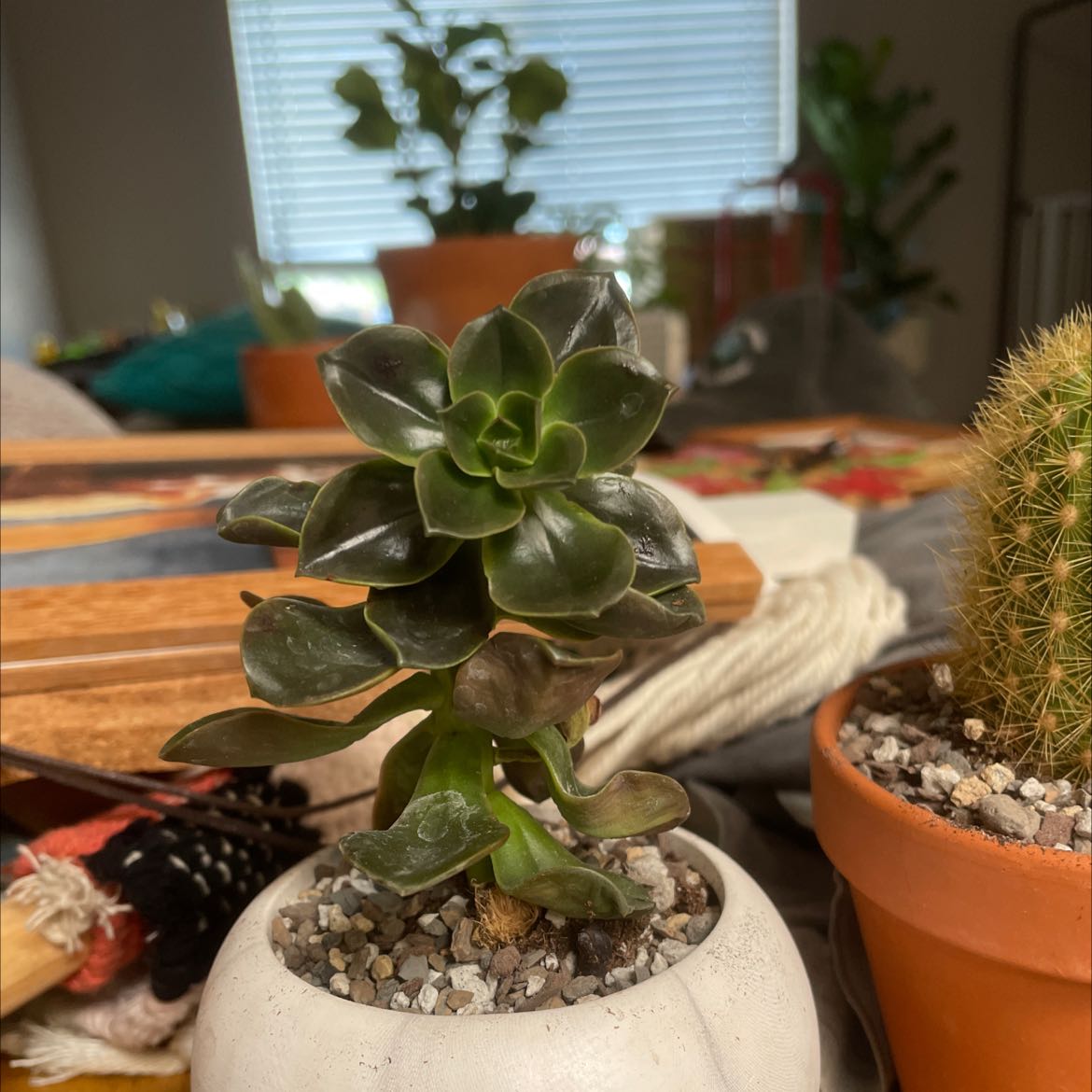 Echeveria 'Chroma' succulent in a small pot with other plants in the background.